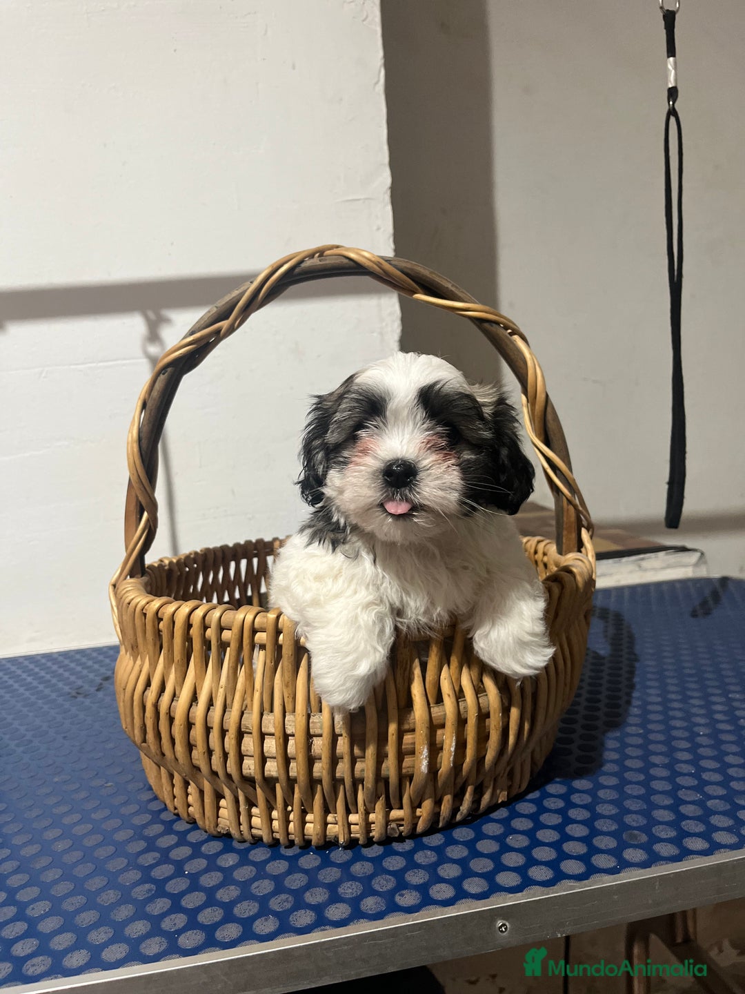 Shih Tzu perros en venta: Shih tzu  - Anuncio 2