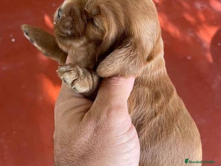 Cocker Spaniel Inglés perros en Barcelona - Anuncio 24