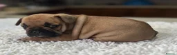 Bulldog Francés perros en venta: Cachorros de bulldog francés  - Anuncio 9