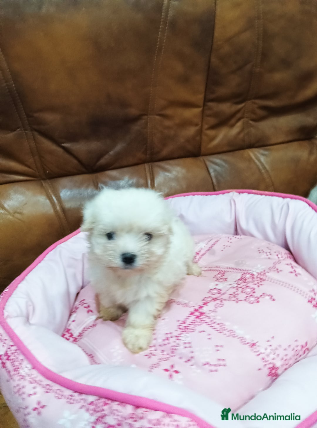 Bichón Maltés perros en venta: BICHON MALTES - Anuncio 4