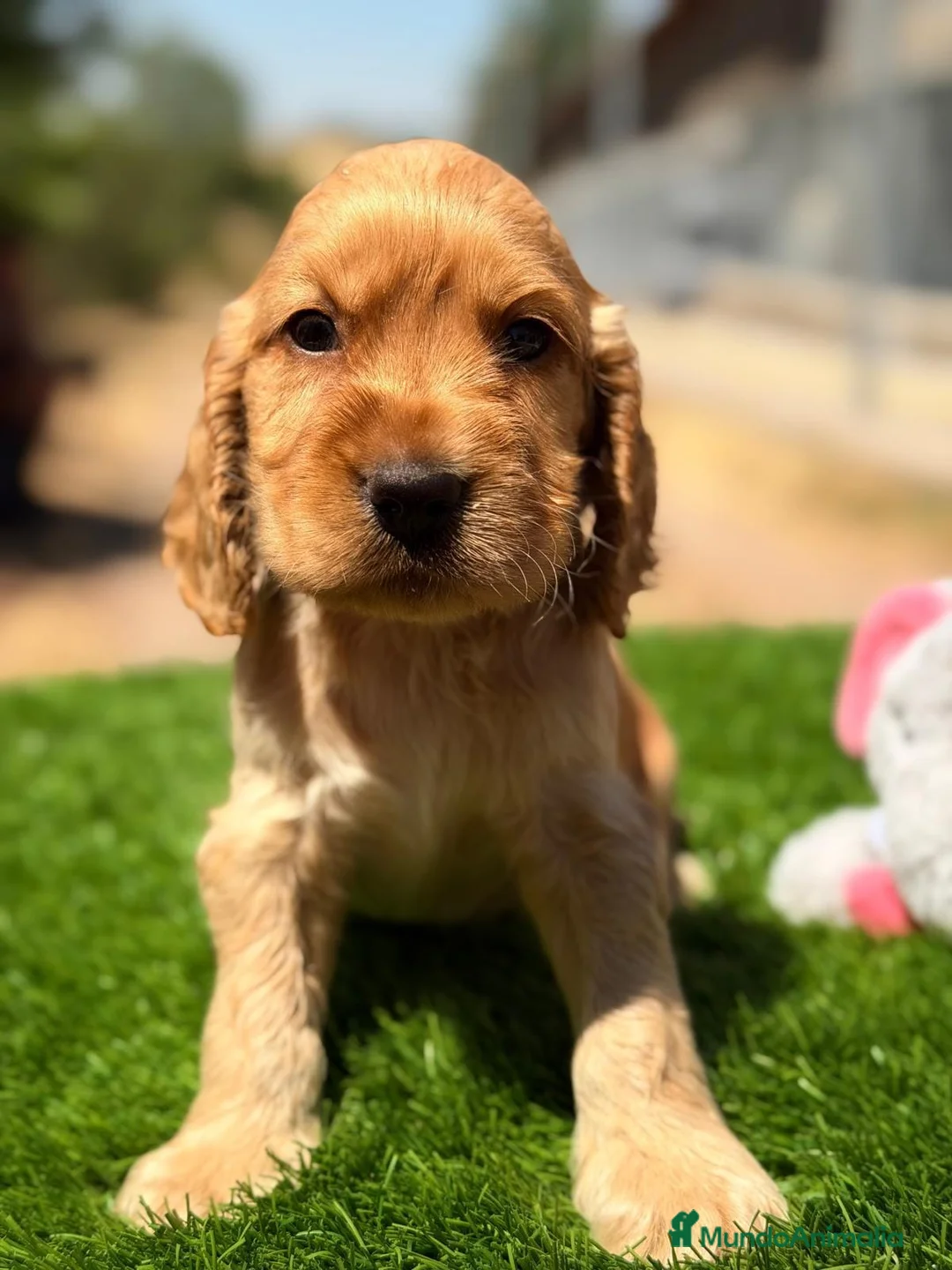 Cocker Spaniel Inglés perros en venta: COCKER INGLÉS DORADO - Anuncio 2