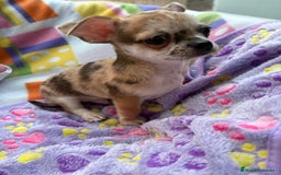 Chihuahua perros en venta: Chihuahua Machito merle toy - Imagen 13