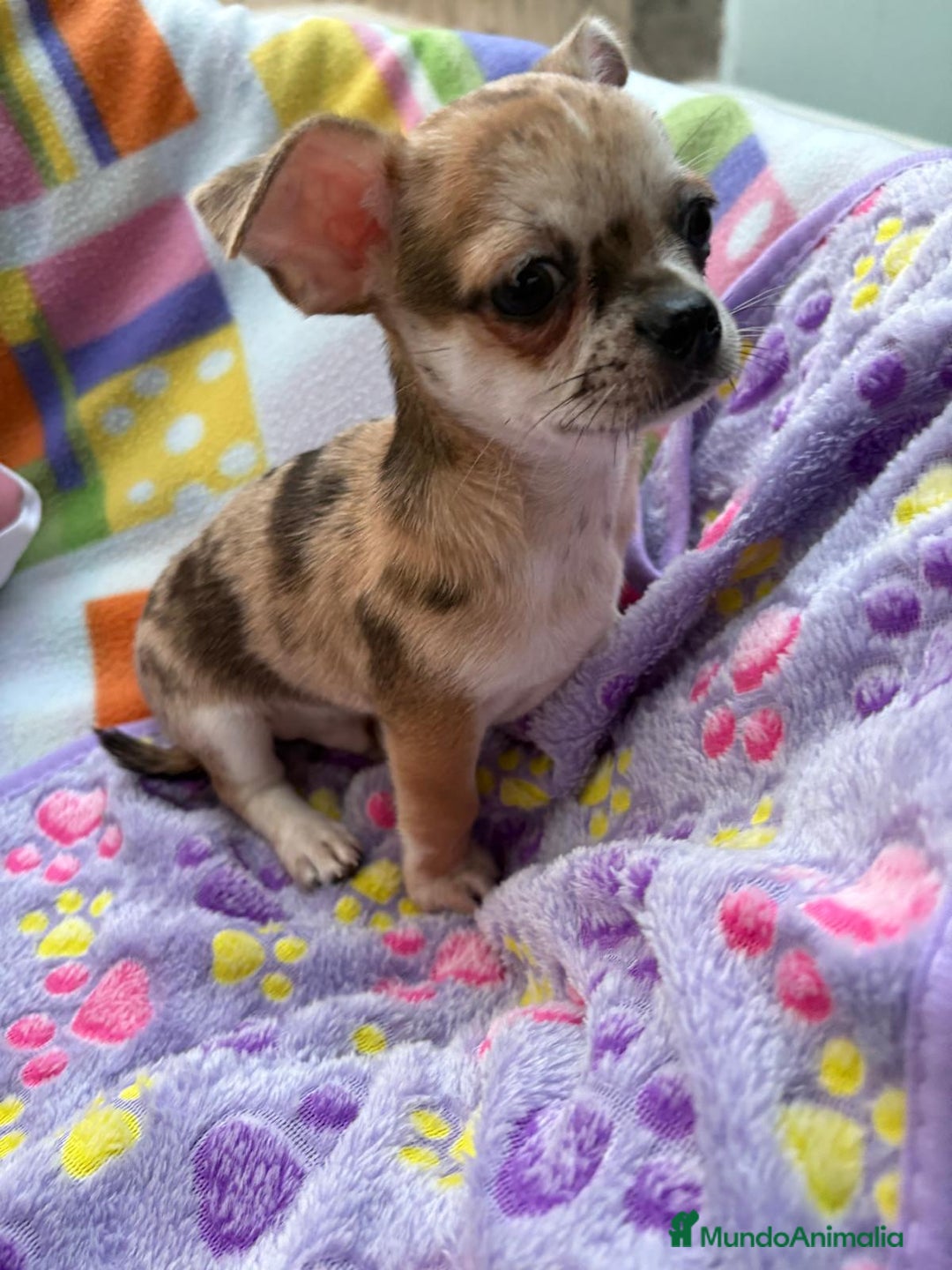 Chihuahua perros en venta: Chihuahua Machito merle toy - Imagen 13