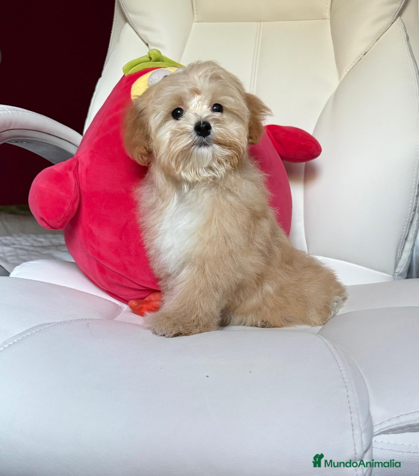 Maltipoo perros Maltipoo - Anuncio 1