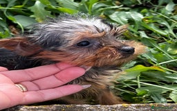 Yorkshire Terrier perros en venta: Yorkshire microtoy  en Barcelona - Imagen 3