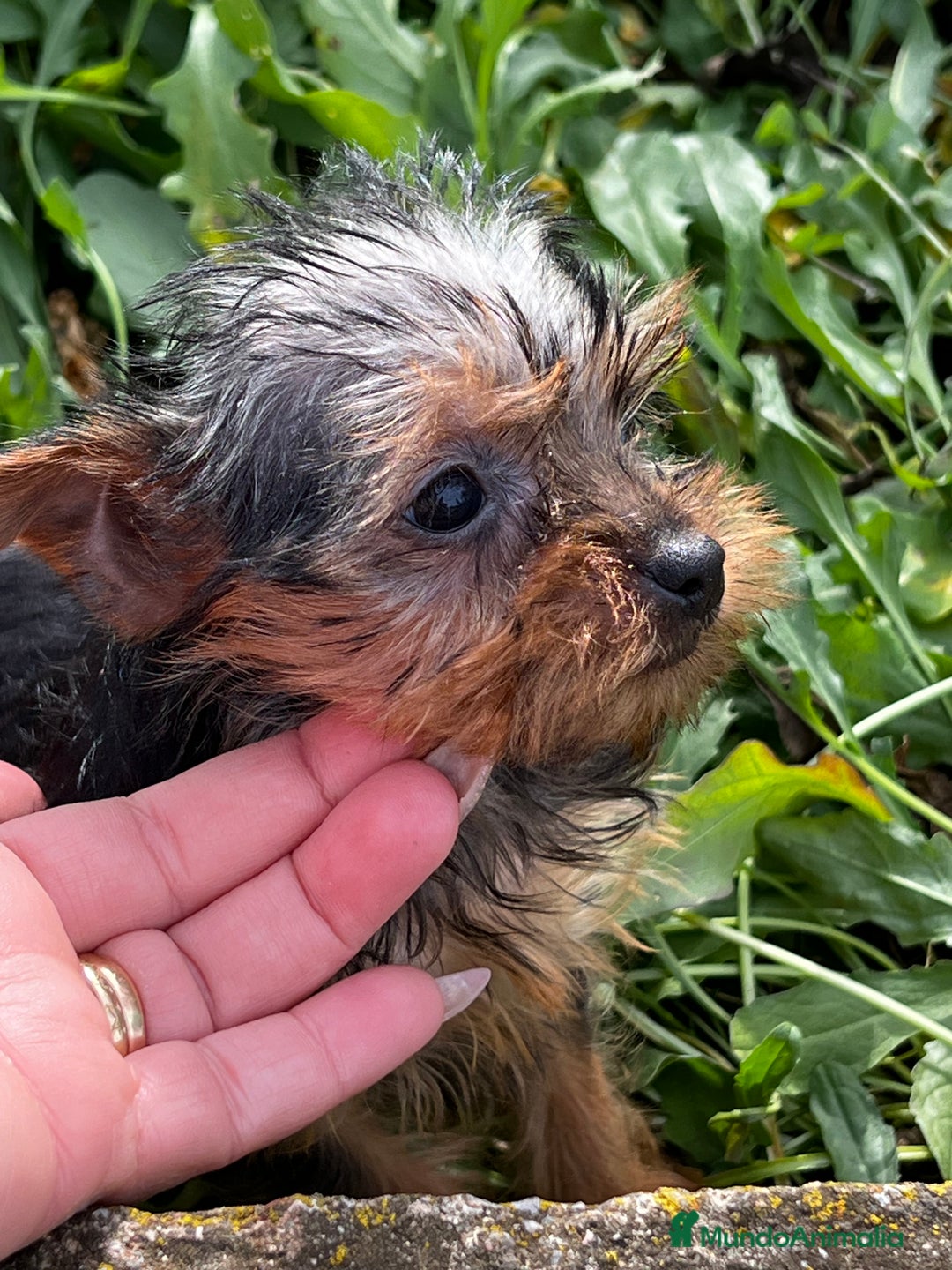 Yorkshire Terrier perros en venta: Yorkshire microtoy  en Barcelona - Imagen 3