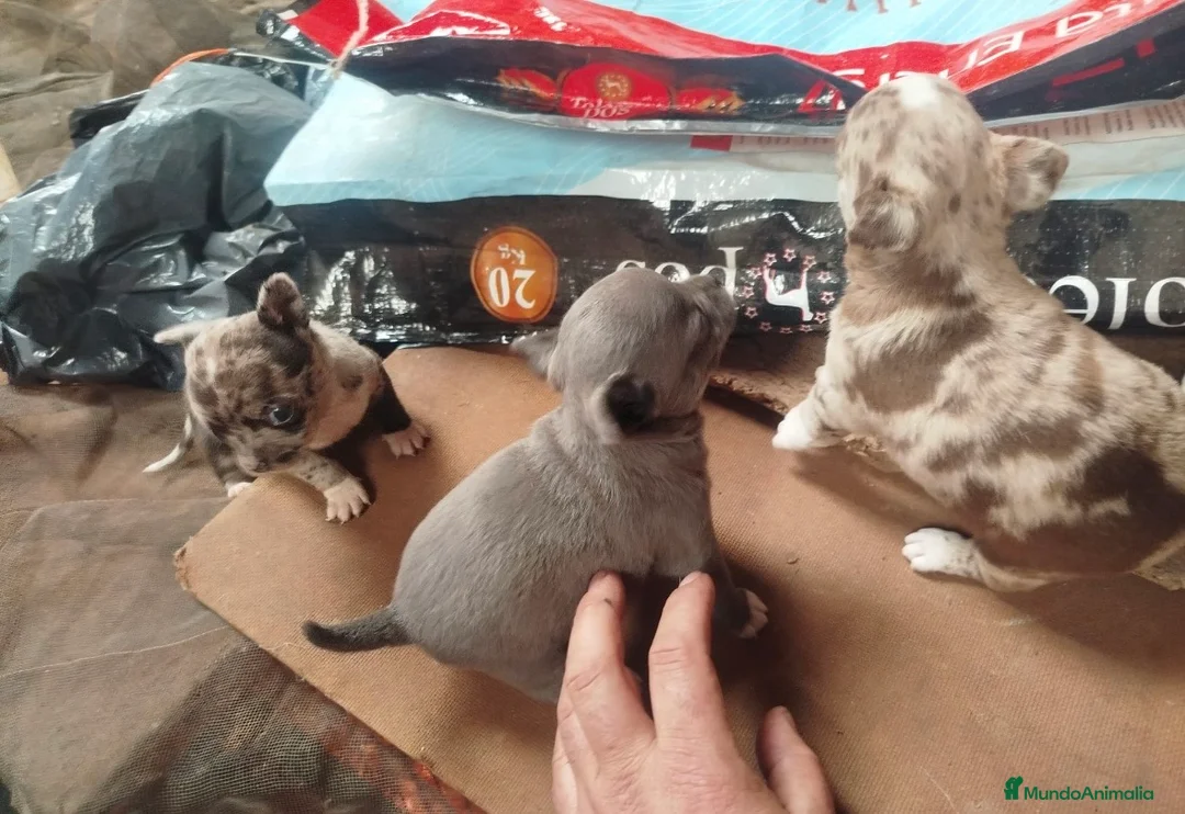 Chihuahua perros en venta: Chihuahua exóticos línea rusa muy chatos en Cádiz - Anuncio 3