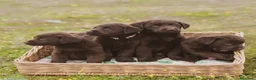 Labrador Retriever perros en venta: Cachorros de Labrador chocolate  - Anuncio 4