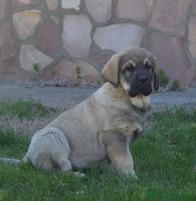 Mastín Español perros Mastin leonés  - Anuncio 1