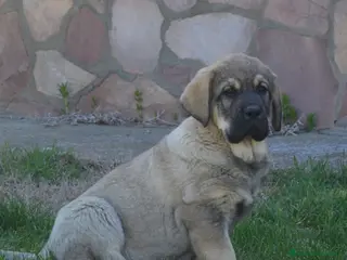 Mastín Español perros Mastin leonés - Anuncio 1