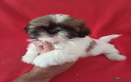 Shih Tzu perros en venta: Shitzhu  - Imagen 1
