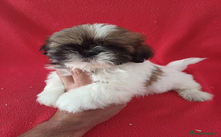 Shih Tzu perros - Propaganda 7