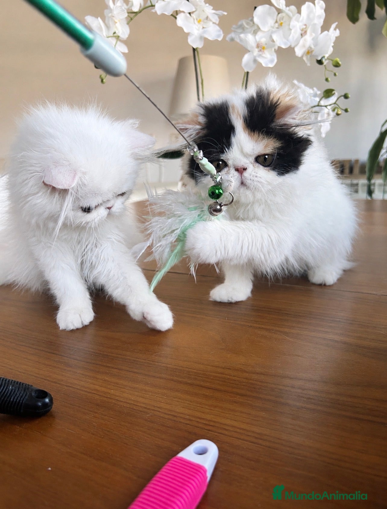Persa gatos Persas bebé - Anuncio 4