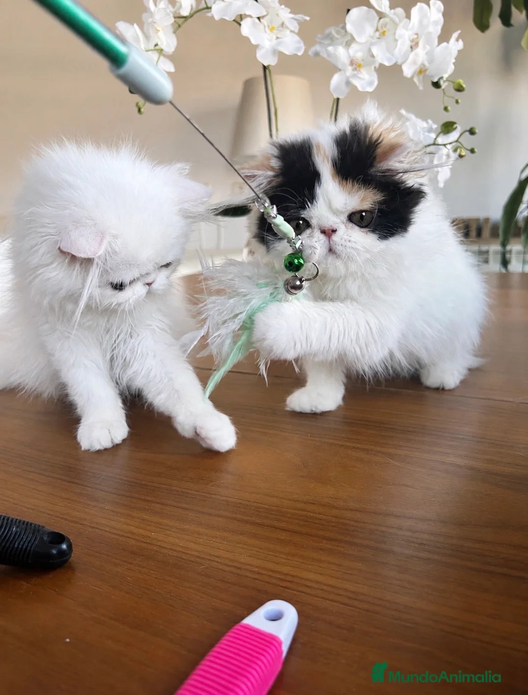 Persa gatos en venta: Persas bebé - Anuncio 1