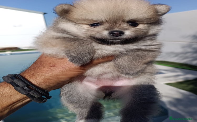 Pomerania perros - Anuncio 1