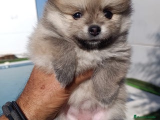 Pomerania perros - Anuncio 33