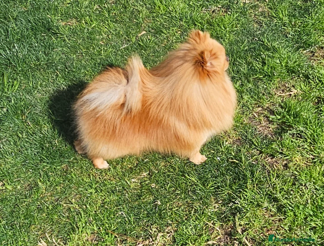 Pomerania perros en venta: POMERANIA JOVEN GEN MERLE - Anuncio 3