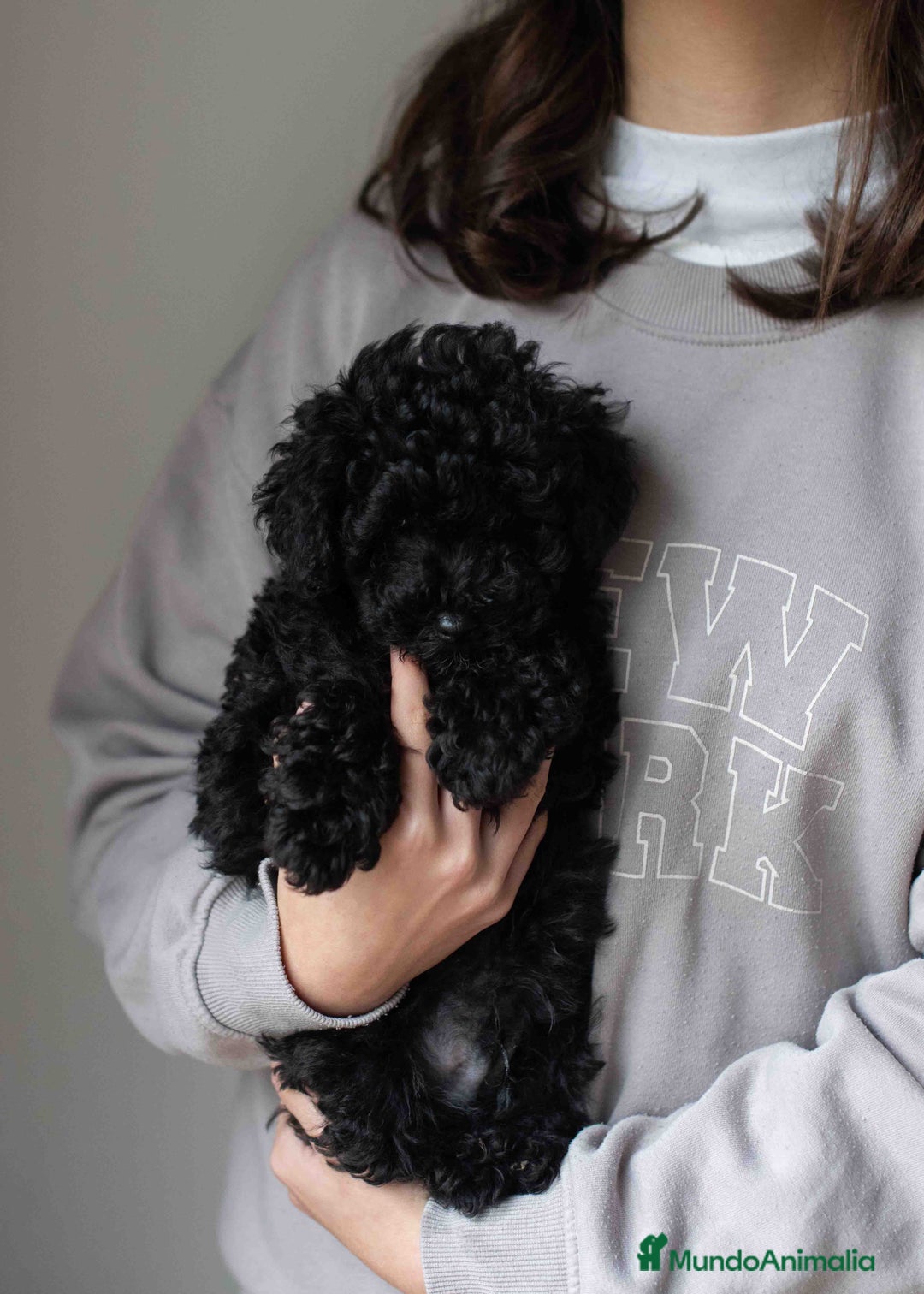 Caniche Toy perros en venta: Caniche toy negro - Anuncio 3