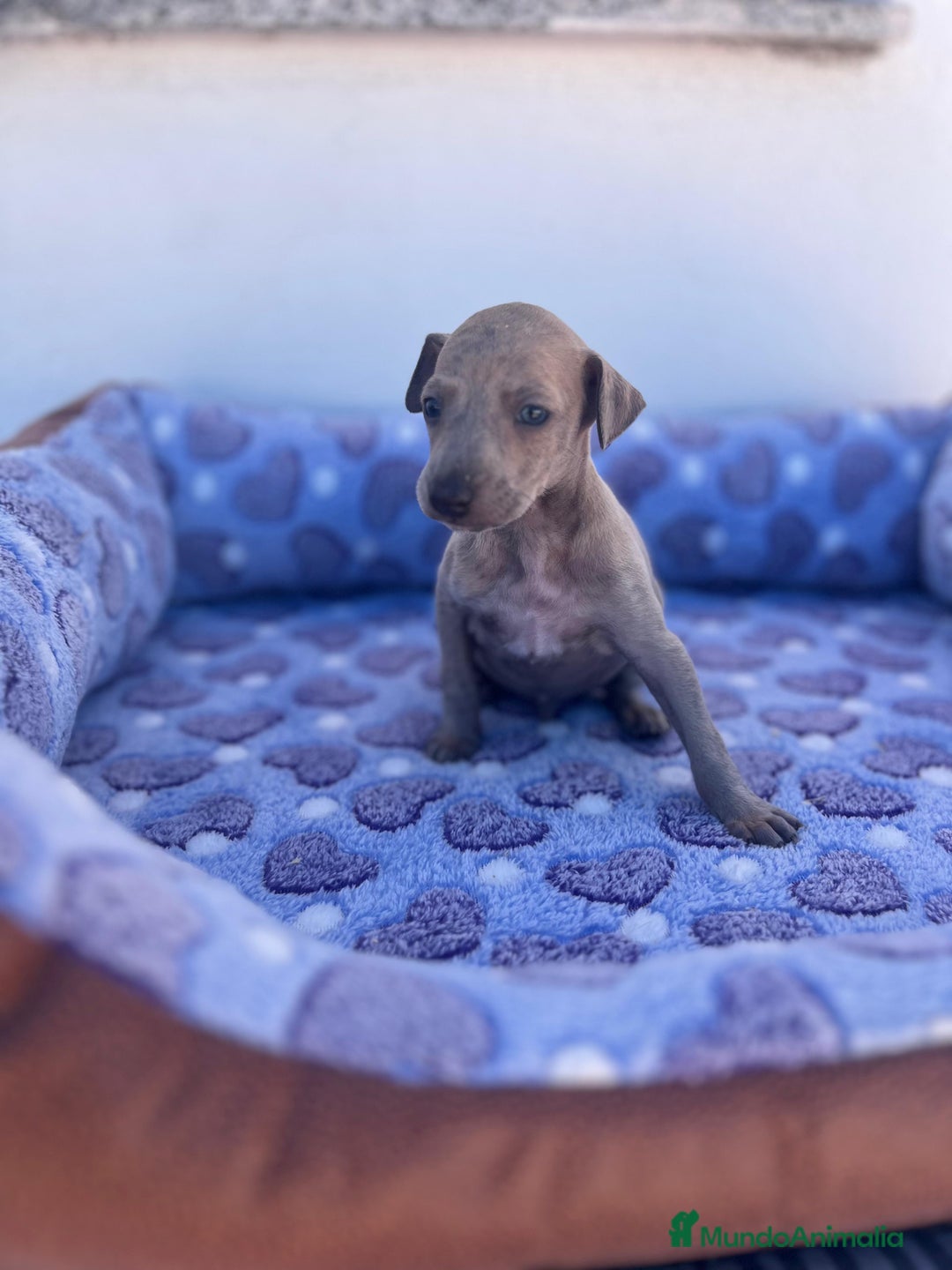 Whippet perros en venta: Whippet blue  - Imagen 28