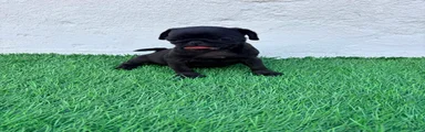 Carlino - Pug 1