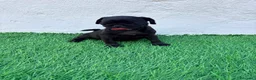 Carlino - Pug perros en venta: Carlino - Pug - Anuncio 10