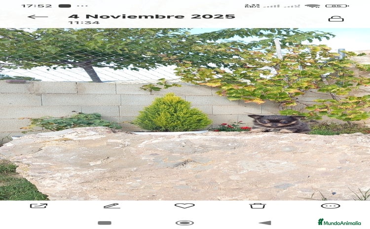 Chihuahua perros - Anuncio 1