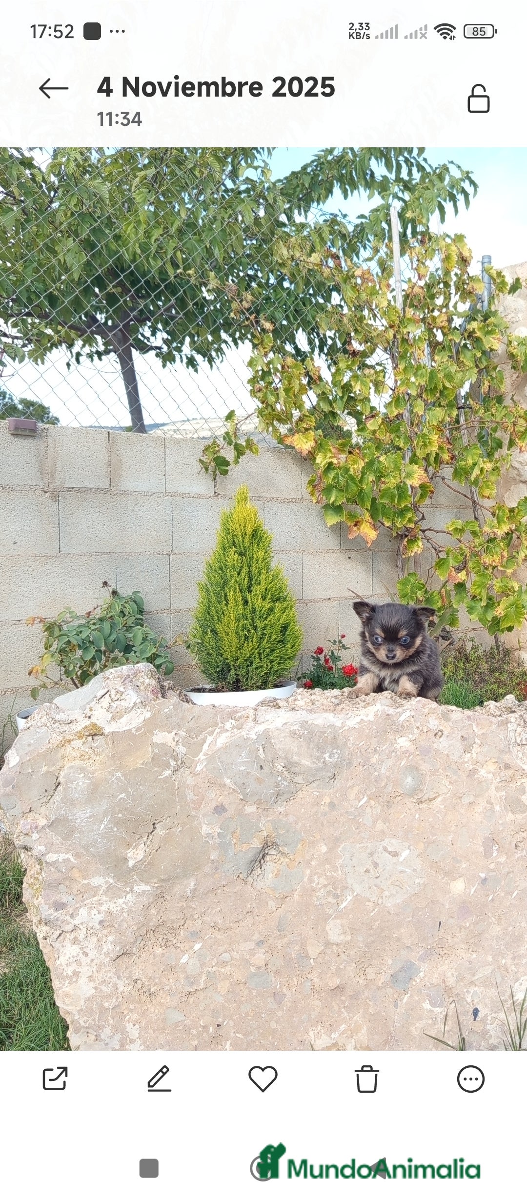 Chihuahua perros en venta: Cachorritos de chihuahua cabeza de manzana  - Imagen 1