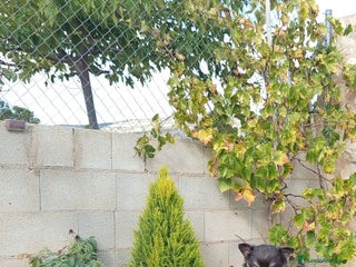 Chihuahua perros - Anuncio 1