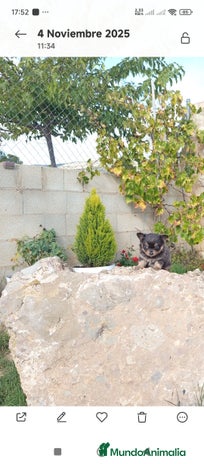 Chihuahua perros - Anuncio 1