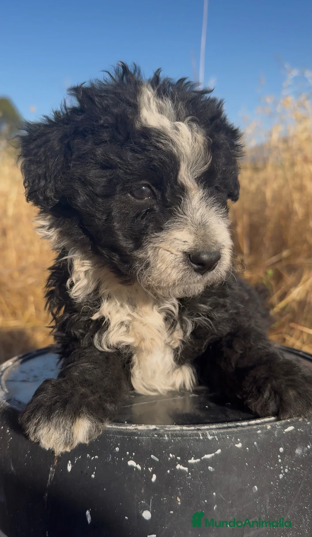 Perro de Agua Español perros en venta: PERRO DE AGUA ESPAÑOL - Anuncio 2