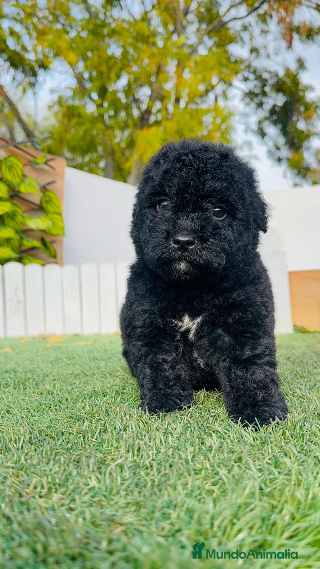 Perro de Agua Español perros en venta: PERRO DE AGUA  - Anuncio 3