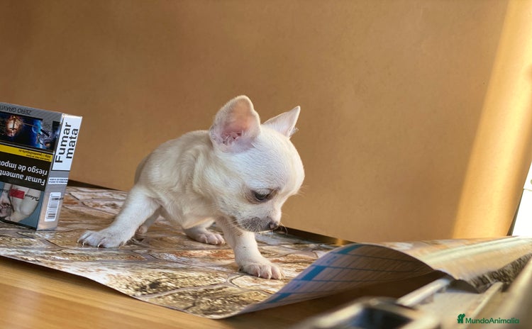 Chihuahua perros en Ciudad Real - Propaganda 17