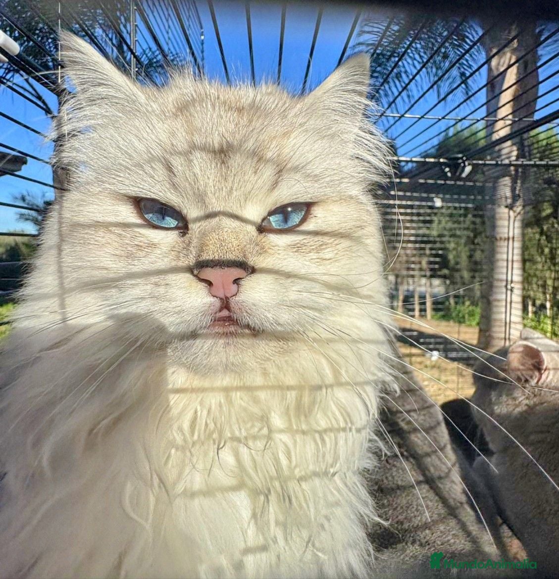 Británico de Pelo Corto gatos British/ Scottish Fold  - Anuncio 1