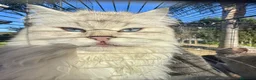Británico de Pelo Corto gatos en venta: British/ Scottish Fold  - Anuncio 1