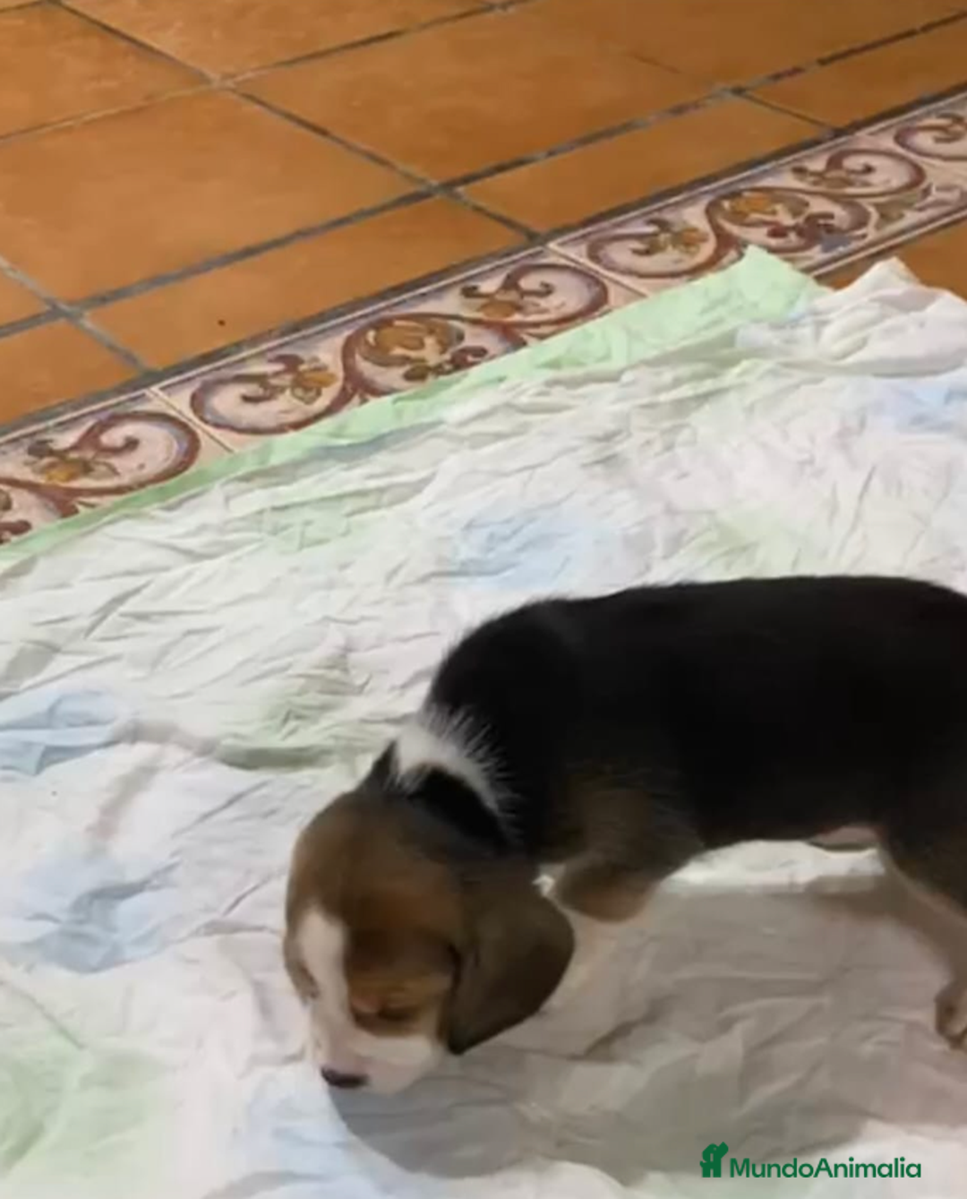 Beagle perros en venta: Beagle Macho y Hembra  - Imagen 5