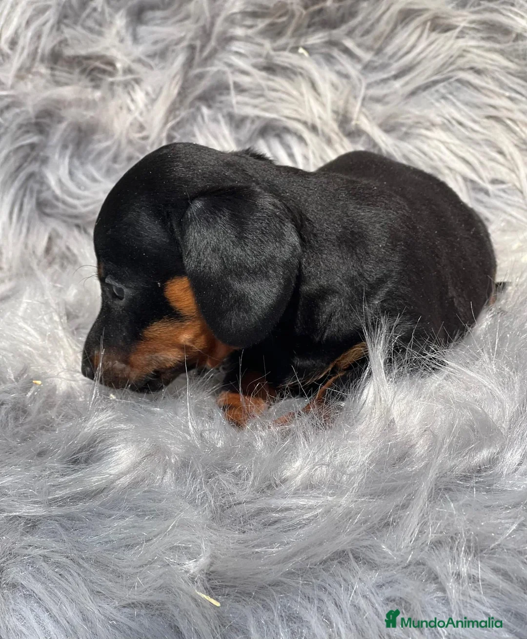 Teckel Miniatura perros en venta: Teckel miniatura  en Barcelona - Anuncio 8