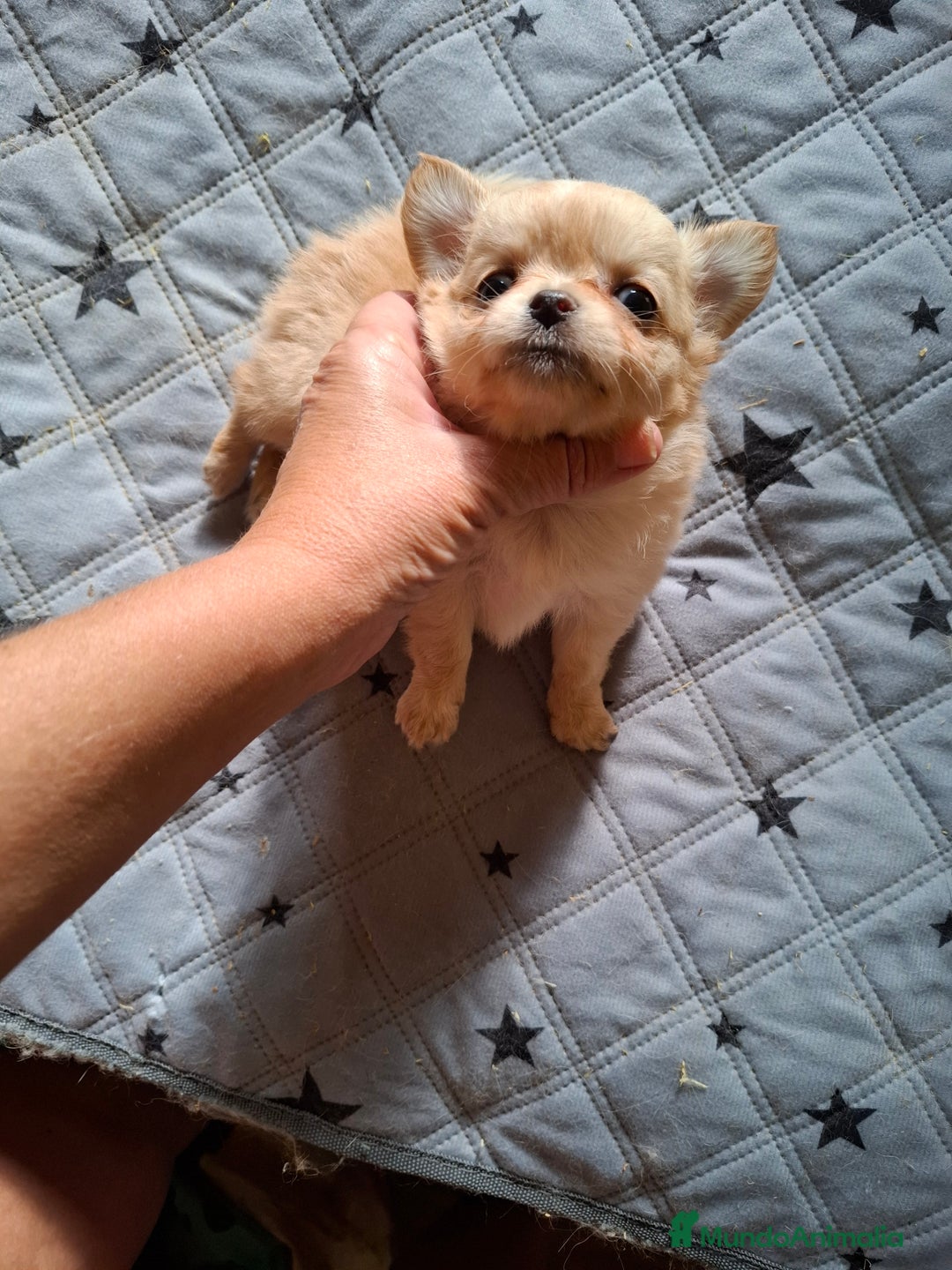Chihuahua perros en venta: Preciosa chihuahua de pelo largo de mucha calidad - Imagen 1