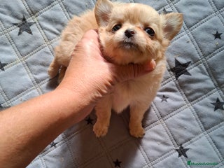 Chihuahua perros - Anuncio 2