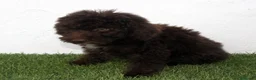 Perro de Agua Español perros en venta: Perro de Agua Español - Anuncio 6