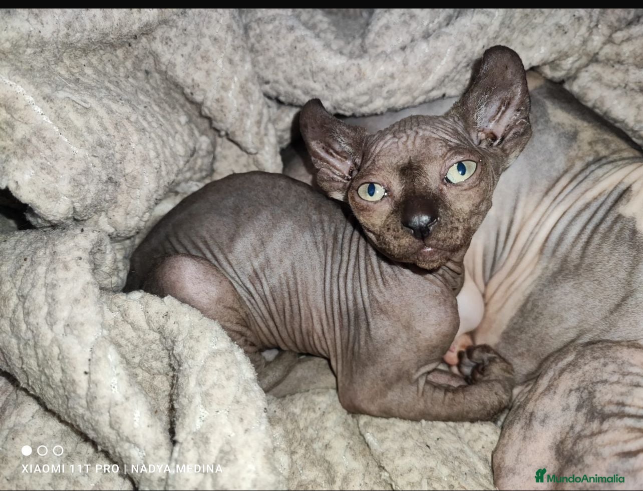 Sphynx gatos Gato Sphynx - Anuncio 3