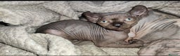 Sphynx gatos en venta: Gato Sphynx - Anuncio 1