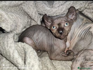 Sphynx gatos Gato Sphynx - Anuncio 2
