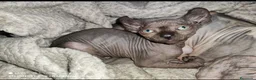 Sphynx gatos en venta: Gato Sphynx - Anuncio 1