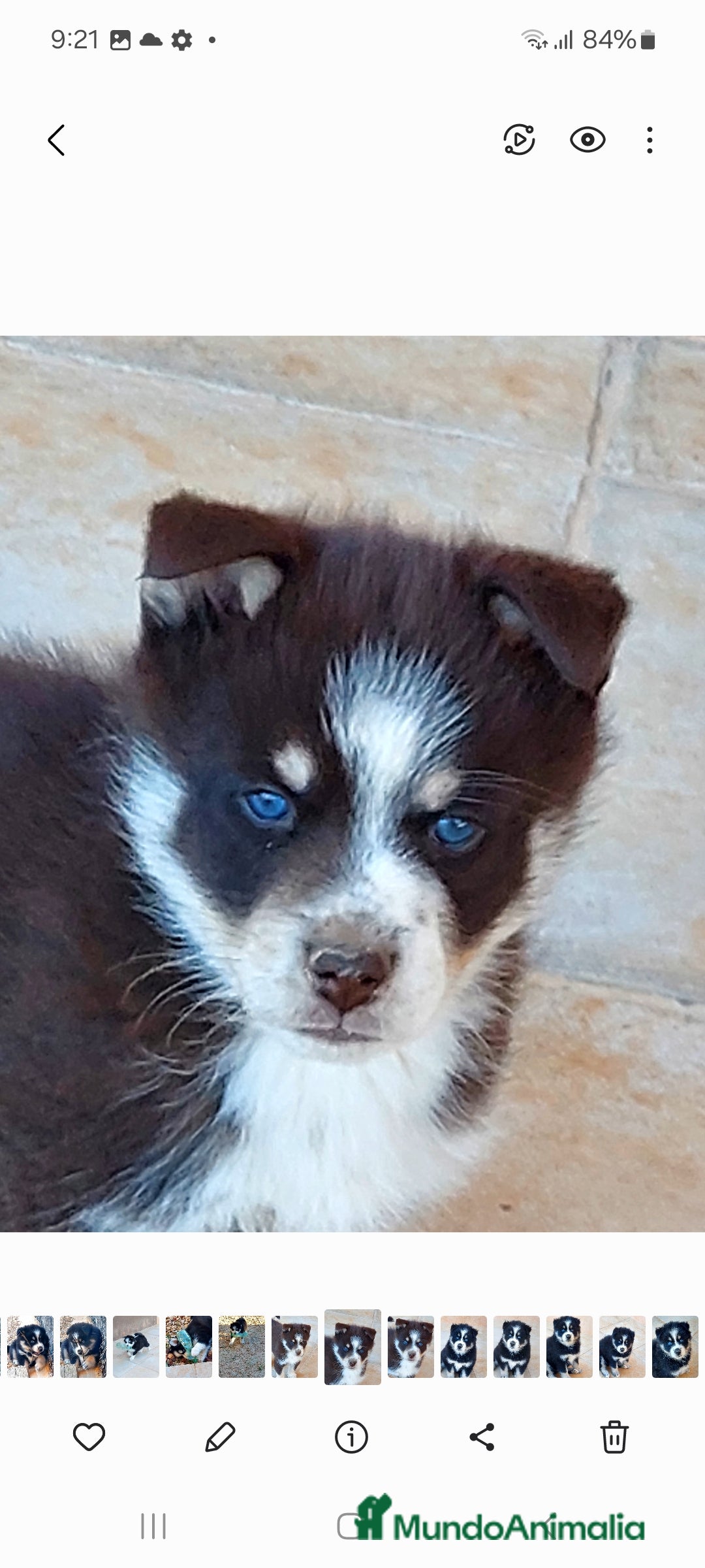 Pomsky perros en venta: 3 machitos de pomsky - Anuncio 5