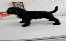 Schnauzer Mediano perros en adopcion: Snauzer - Imagen 2