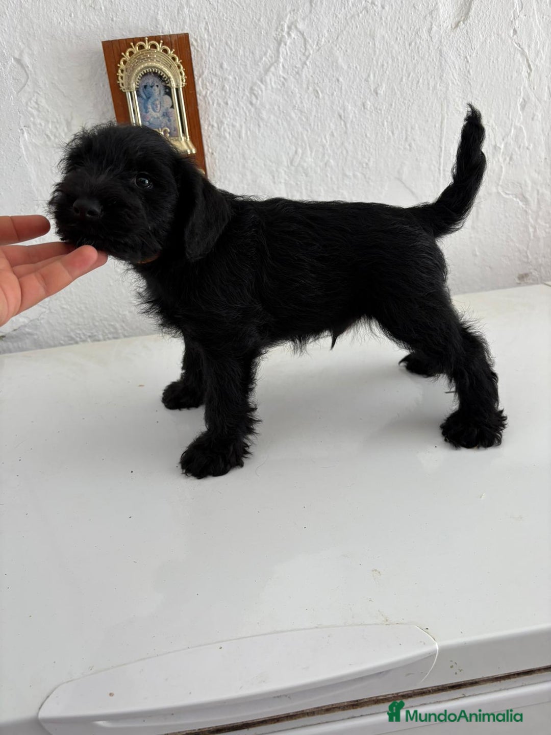 Schnauzer Mediano perros en adopcion: Snauzer - Imagen 2