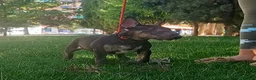 Bull Terrier perros en venta: Vegabulls De Las Morenas - Anuncio 3