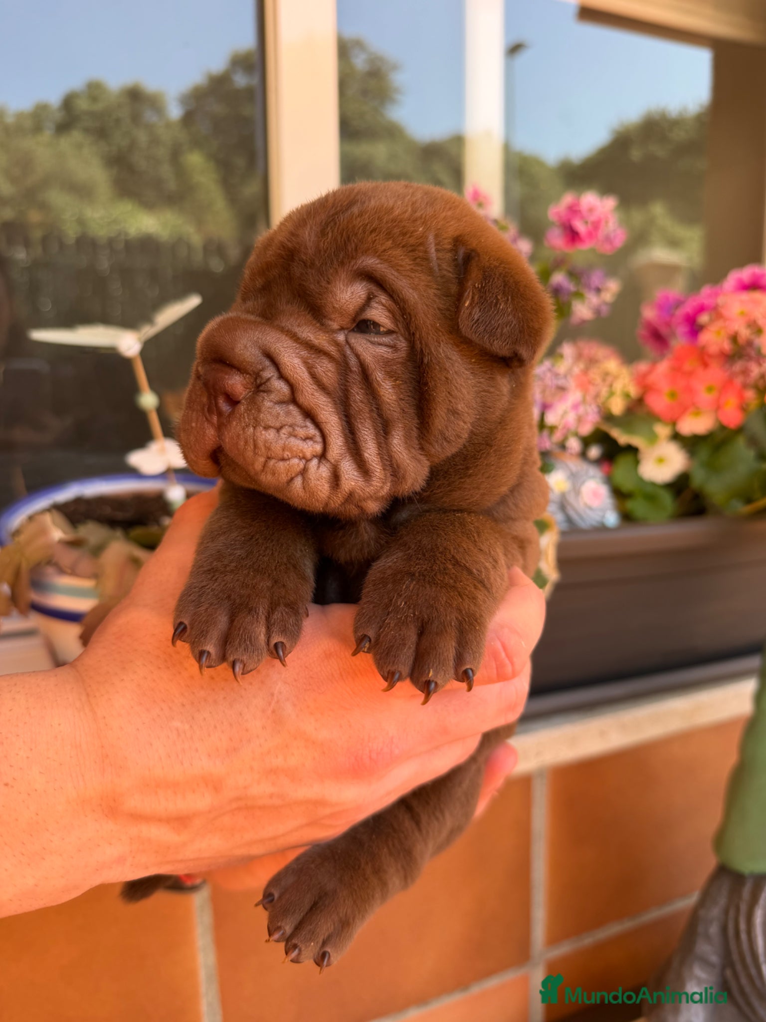 Shar Pei perros Shar-pei línea americana  - Anuncio 15