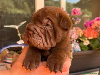 Shar Pei perros Shar-pei línea americana - Anuncio 15