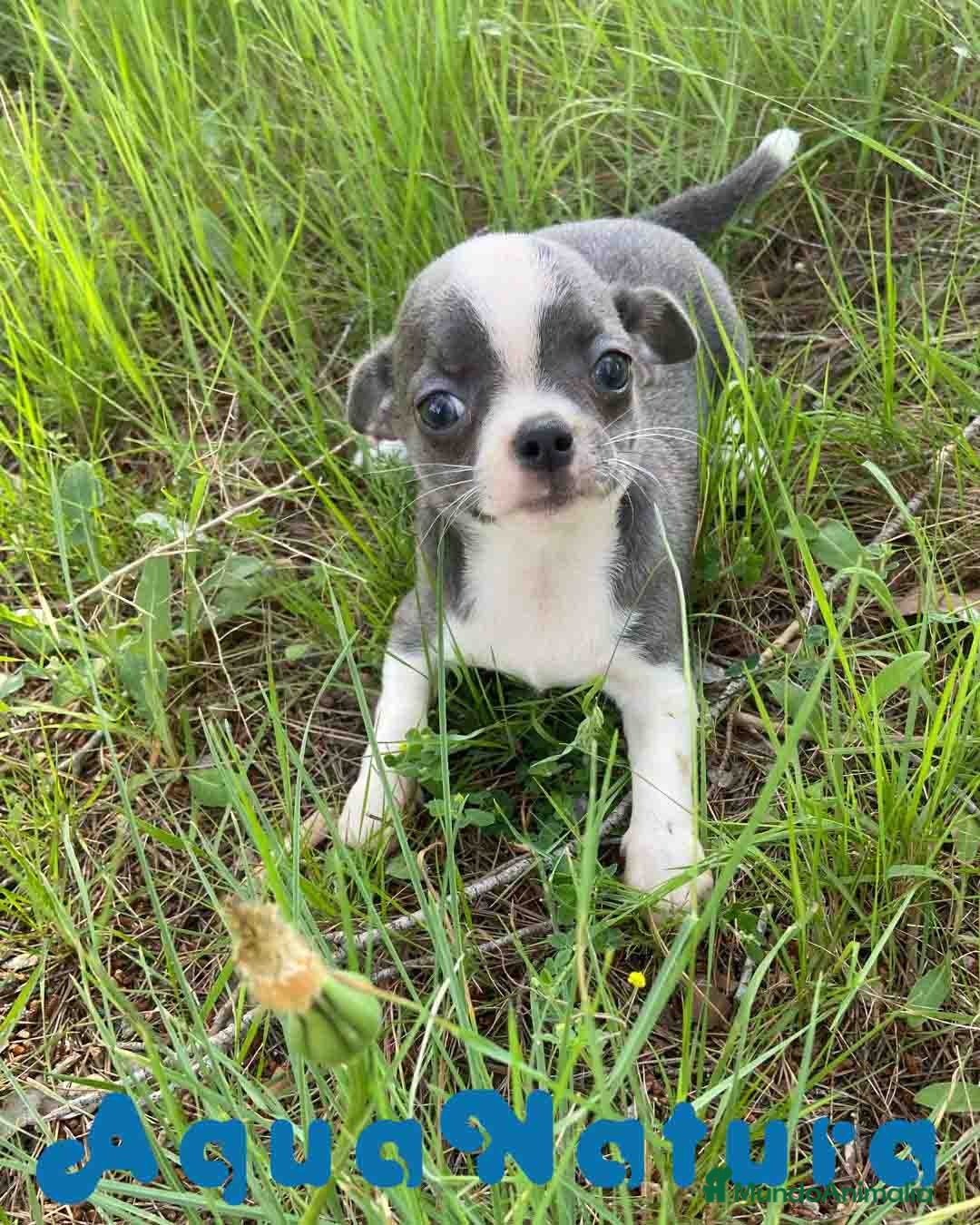 Chihuahua perros Chihuahua Hembra de Pam y Choco 4142 AQUANATURA - Anuncio 2